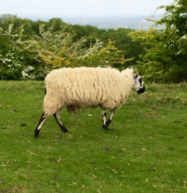 Wooly sheep