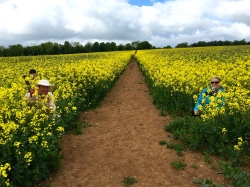 Hiding in the rapeseed